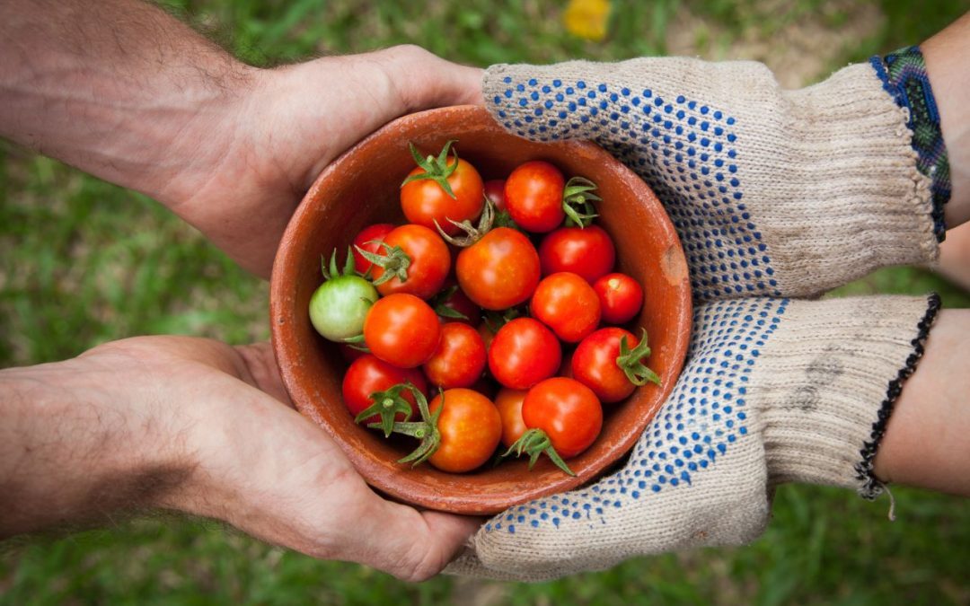 Solidarische Landwirtschaft