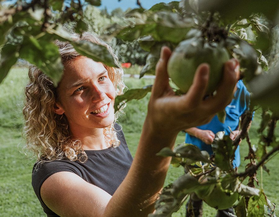 Äpfel pflücken auf einem Partnerhof beim Campingurlaub